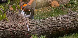 Reliable Limon, CO Tree Removal Services Solutions